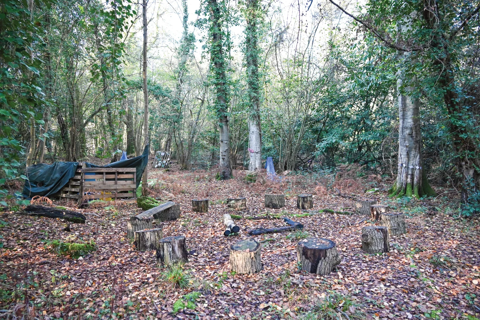 Forest campfire area with log seating.